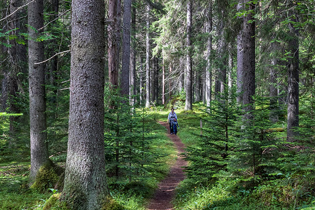 A woman and a young boy walking on a trail through a forest, with the sun shining through the tops of the trees.