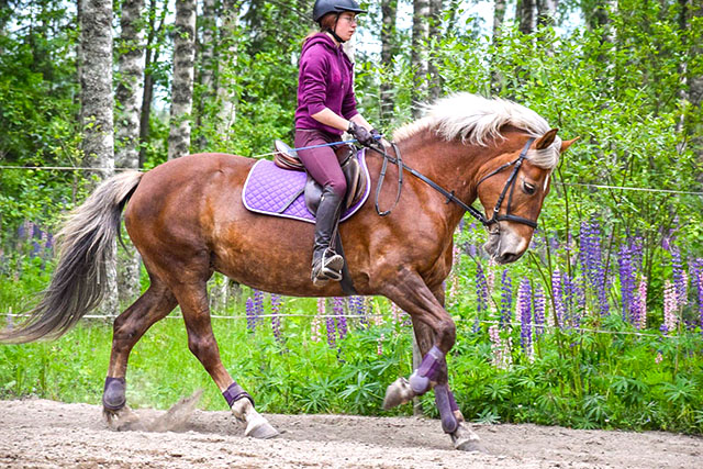 Violettiin pukeutunut tyttö ratsastuskypärä päässä menee hiekkakentällä hevosen kanssa koottua laukkaa. Taustalla näkyy viheritä puita ja kukkivia lupiineja.