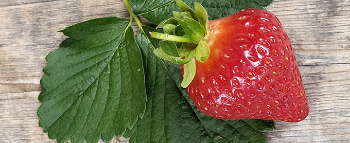 The main product of Rauhalammin mansikkatila: Finnish strawberry.