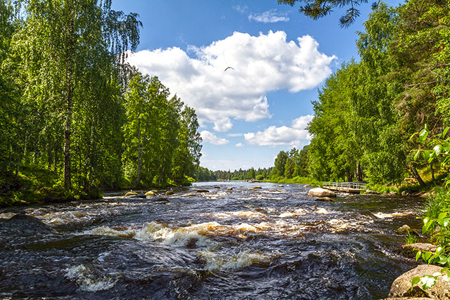 The effervescent waters of the rapids in the foreground, a blue sky and clouds in the background, with a spruce forest on the sides.