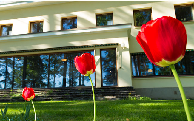 Three red tulips in a row with the Honkahovi building in the back.