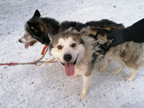 Kaksi koiraa talvisella tiellä hihnassa.